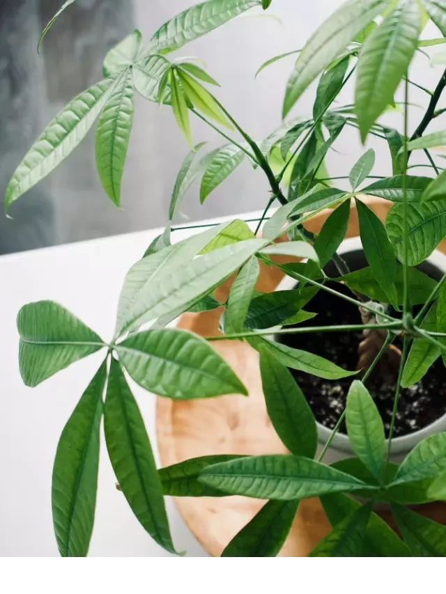   The Best Houseplants to Attract Luck, According to Feng Shui Experts