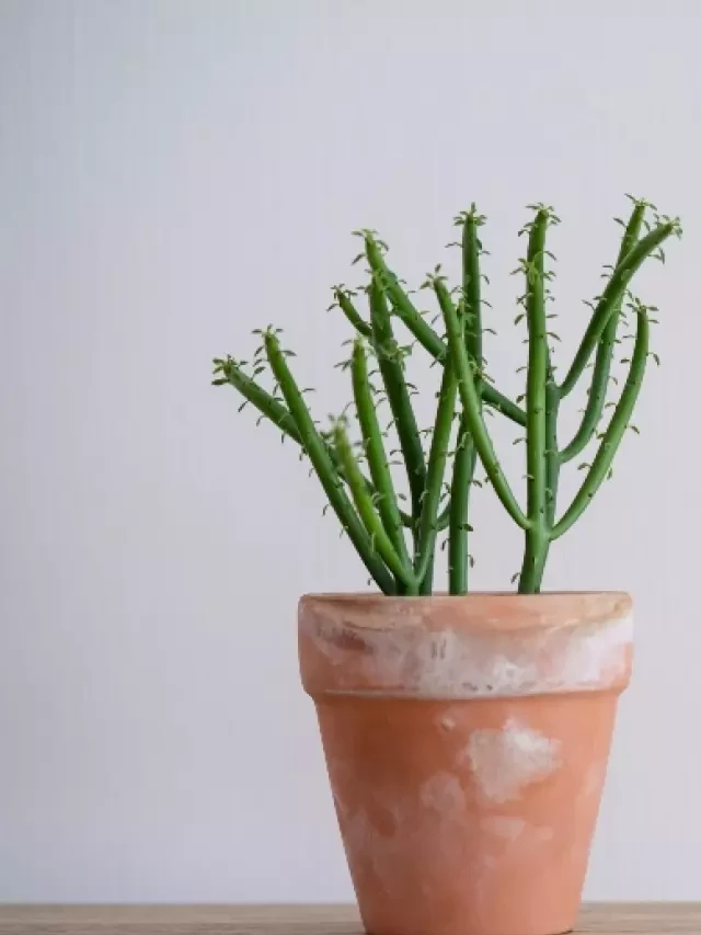   Where to Place Your Cactus for Good Feng Shui