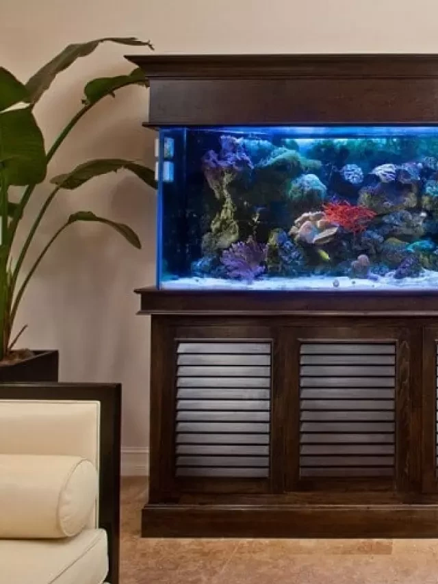   How to Feng Shui Your Fish Aquarium for Abundance: 5 Factors to Consider