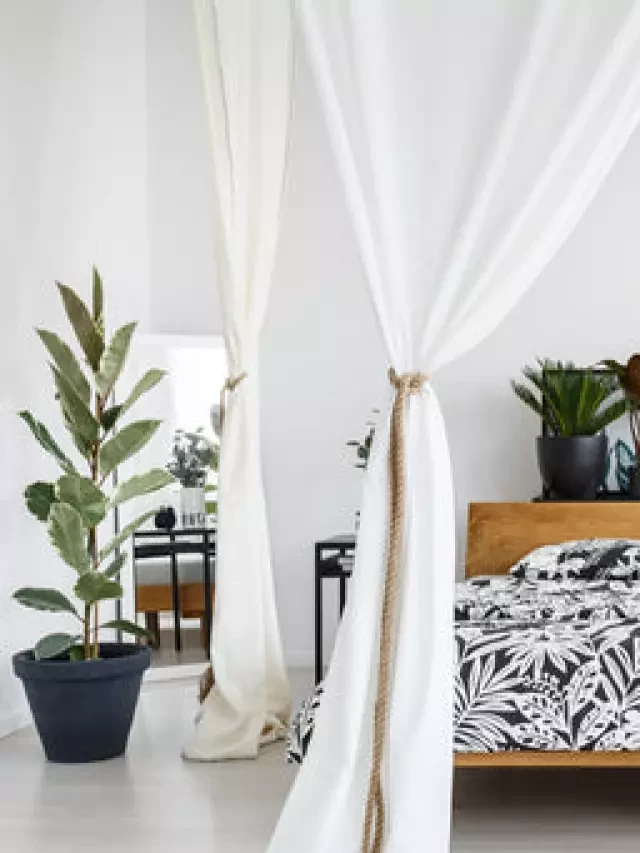   What Feng Shui Says About Plants in Your Bedroom