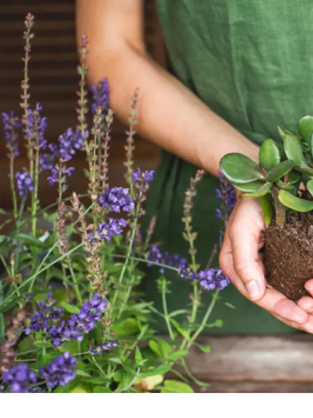   Jade Plant: Tips for Growing, Caring, and Enjoying the Benefits