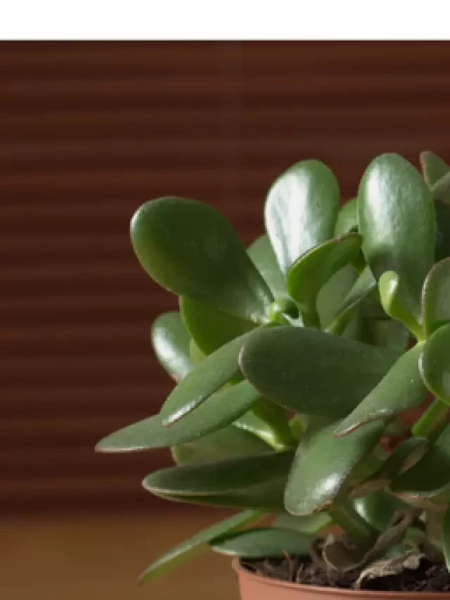   Jade Plants and Feng Shui: Inviting Prosperity and Positive Energy