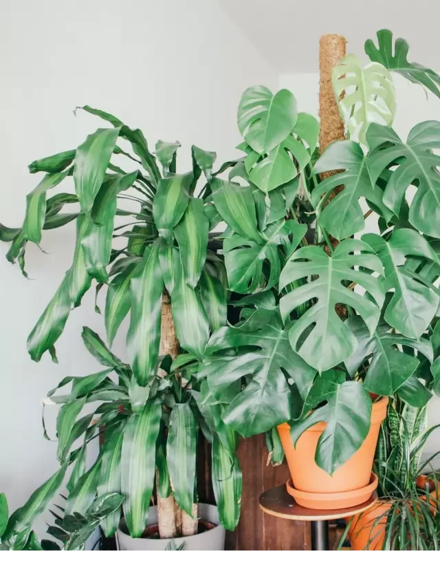   The Best Plants to Have at Home, According to Feng Shui