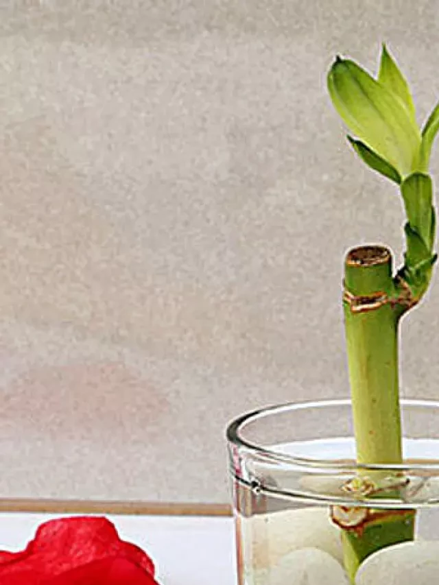   Unlock the Hidden Meanings of Lucky Bamboo's Stalks