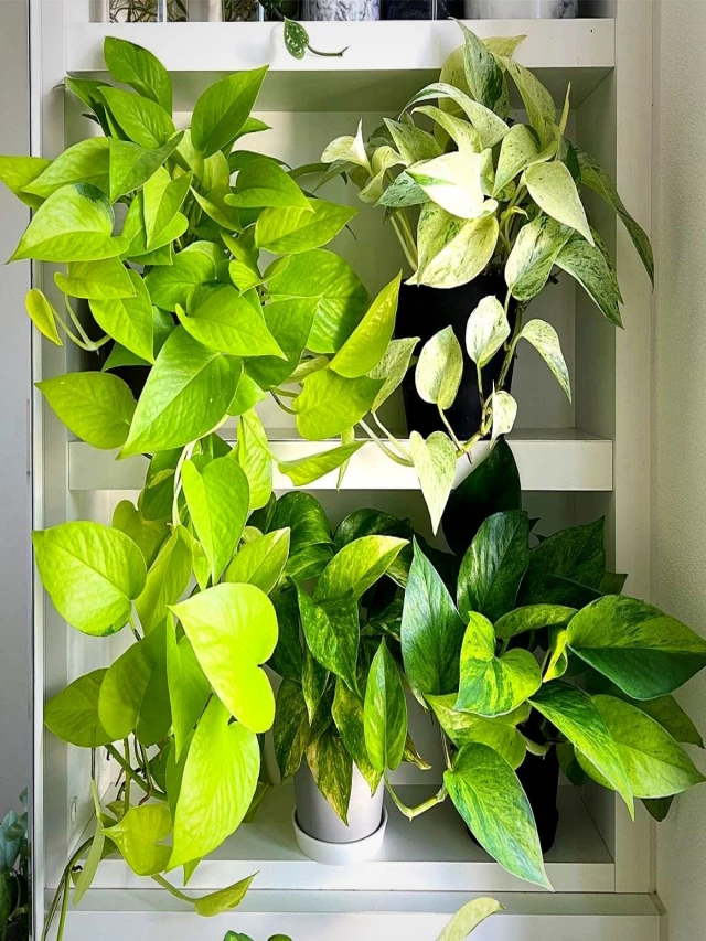   Green Alchemists: 10 Money Plants and Their Feng Shui Influence